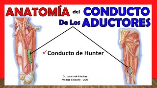 🥇 Anatomía del CONDUCTO DE LOS ADUCTORES (De Hunter). ¡Fácil y Sencilla!