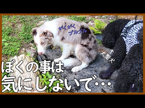 大型犬を見ると存在を消そうと必死なボーダーコリーが可愛い😂シャル・フラン家｜天ちゃん♪