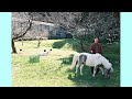 楽しいだけじゃない