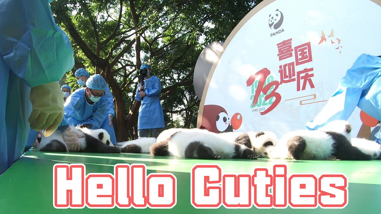 Class 2022 Newborn Panda Cubs Celebrate China's National Day | iPanda