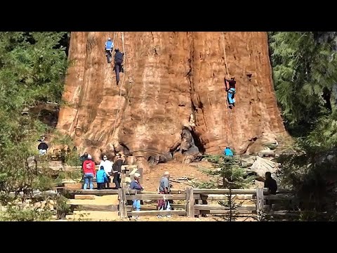 Vídeo: Onde cresce a maior árvore da Terra