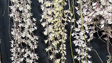 Cách cắt nước hoa lan thân thòng đúng cách để ra hoa