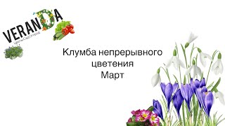 ЧТО ЦВЕТЕТ В МАРТЕ клумба НЕПРЕРЫВНОГО ЦВЕТЕНИЯ  #цветы  #весенняклумба #верандацветысадогород