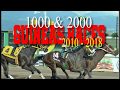 1000 & 2000 GUINEAS RACES