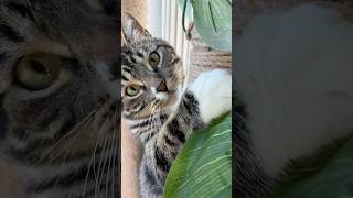 Always hiding in the palm trees👀🌴 #miketv #mikey #dwarfcat