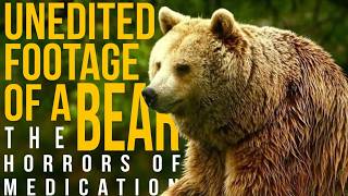 The HORRORS of Medication | Unedited Footage of a Bear