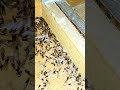 Big termite swarm coming through homeowners walls eating their floors.