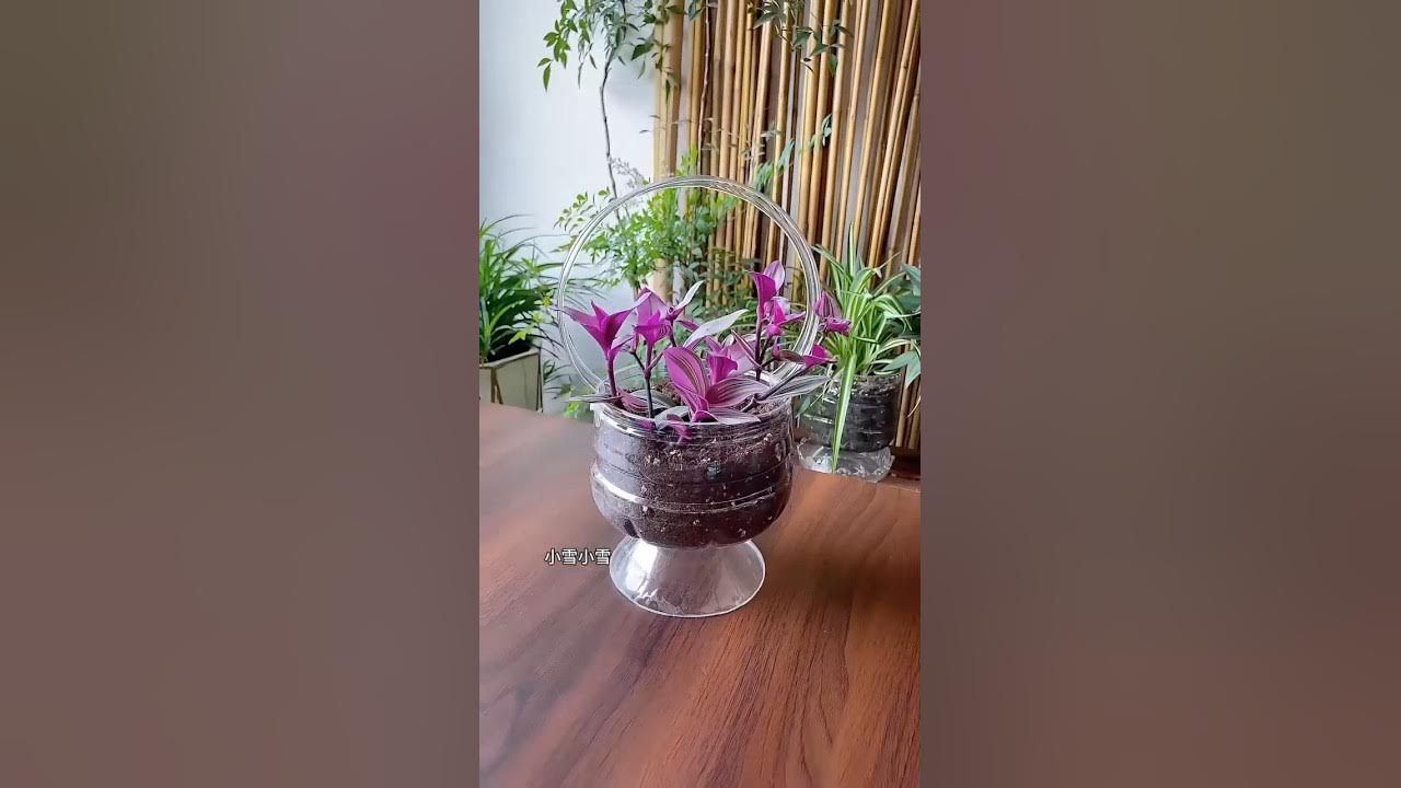 home decorating ideas, #gardening #shorts #ideas #diy #craft home decorating ideas, #gardening #shorts #ideas #diy #craft