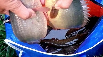 Câu cá rô đồng hugo cá trê vàng hugo @chuachactv