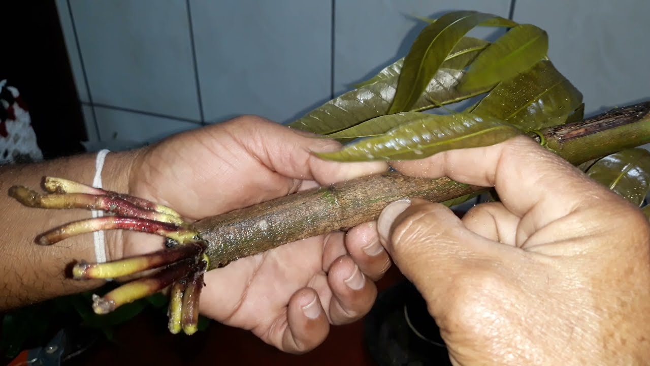 SEM CHANCE DE ERRAR ESSE ENRAIZAMENTO