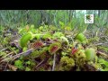 Plantas Carnívoras - Documental: Los secretos de las plantas