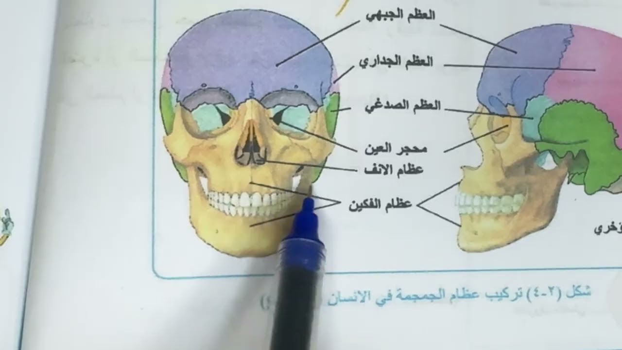 احياء الثالث متوسط اقسام الجهاز الهيكلي ص ١٨ المنهج الجديد شرح وملخص واسئلة وزارية / المحاضرة ٢  