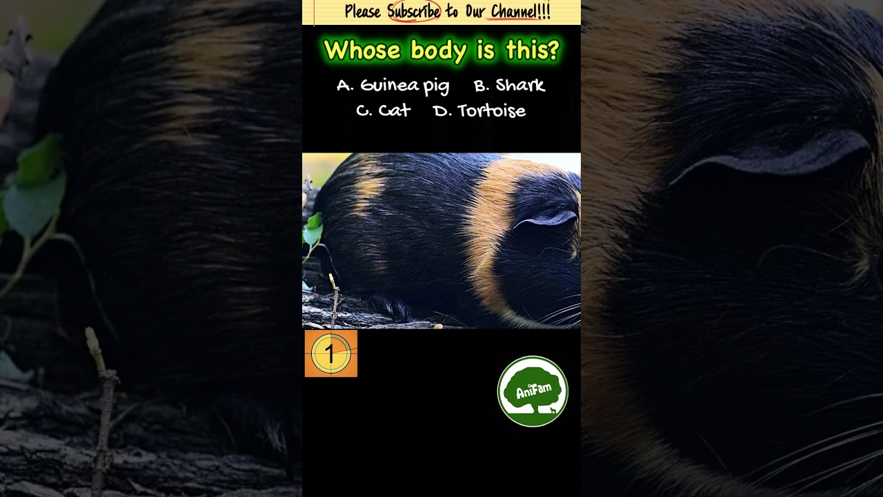 AniFam Quiz | Whose body is this? (02) #quiz #animals #animalshorts
