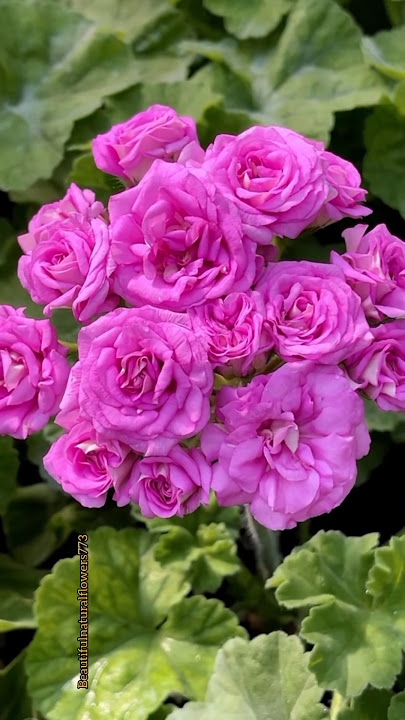 Download lagu Most Beautiful Flowers in the world #nature #beautifulnature #love #flower