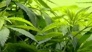 Maryland Voters to Decide on Recreational Marijuana Legalization | NBC4 Washington