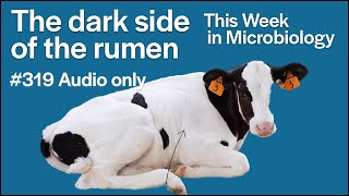 TWiM 319: The dark side of the rumen
TWiM 319: The dark side of the rumen TWiM 319: The dark side of the rumen