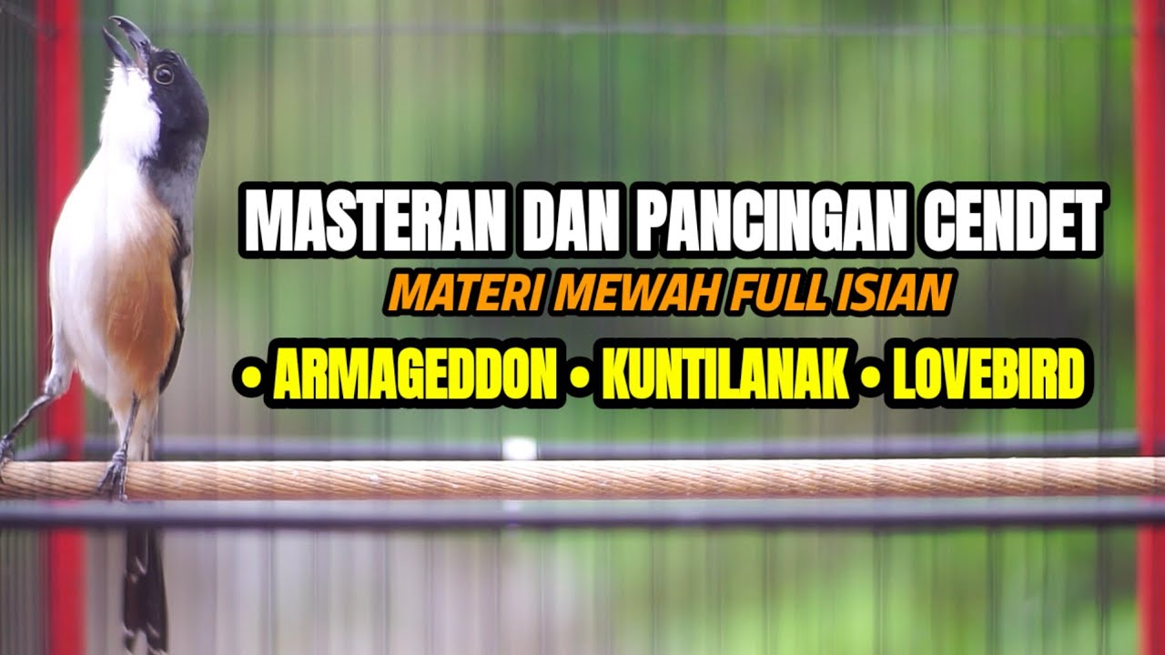 SUARA CENDET GACOR INI 100% AMPUH UNTUK PANCINGAN DAN MASTERAN CENDET ANDA