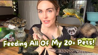 Feeding All of my 20+ Pets