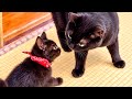 初めて子猫と大きな黒猫が対面したら予想外の展開に。。