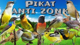 Suara pikat burung kecil Anti Zonk