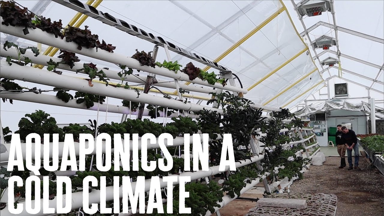 Aquaponics In A Cold Climate Youtube