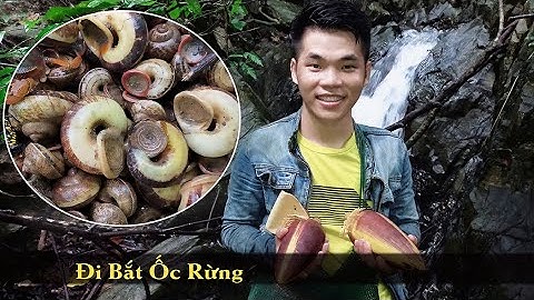 Vào Rừng Kiếm Ăn | Phần 1 | Đi Bắt Ốc Rừng Ngày Mưa  (catch forest snails)
