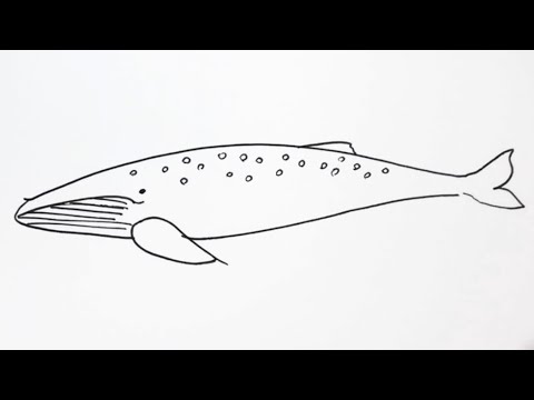 簡単 シロナガスクジラの描き方 イラスト お絵描き Easy How To Draw Blue Whales Illustration Drawing Youtube