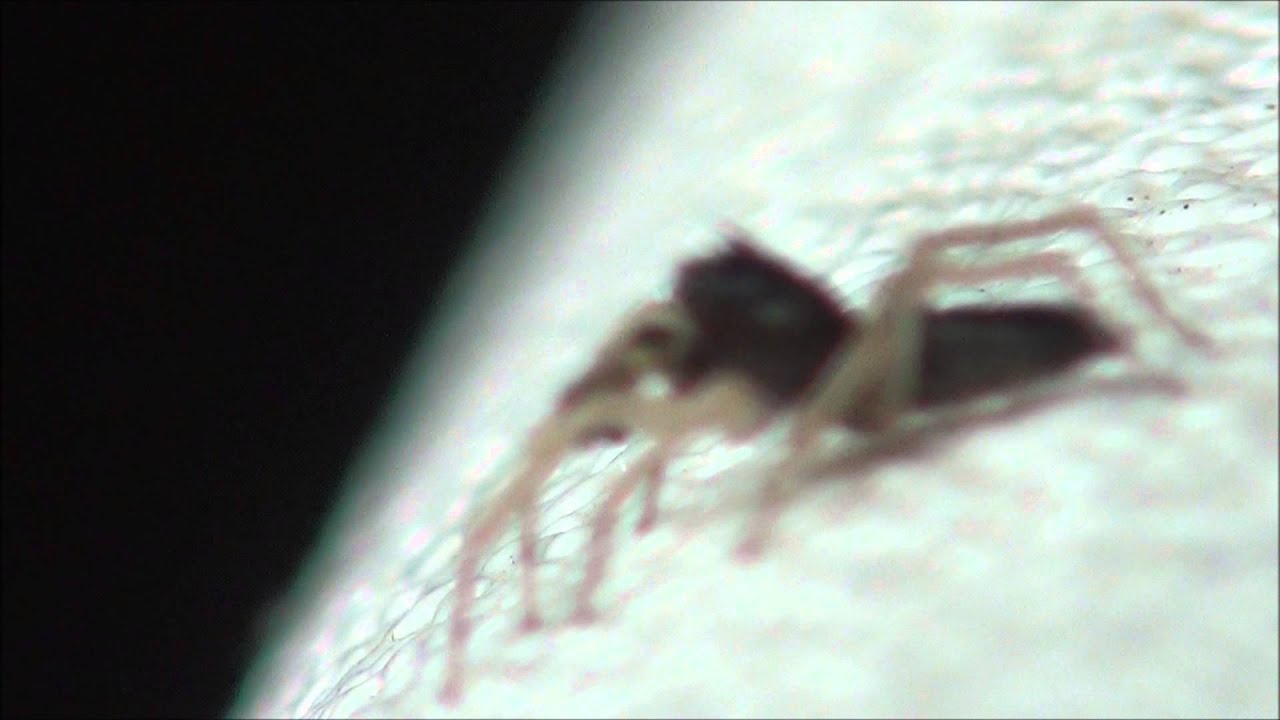 Spider Name That You Spider Name That