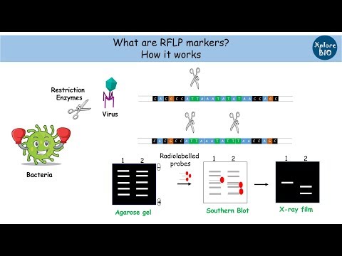 فيديو: كيف يتم إنشاء RFLP؟