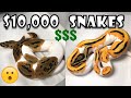 MOST EXPENSIVE SNAKE UNBOXING | BALL PYTHONS