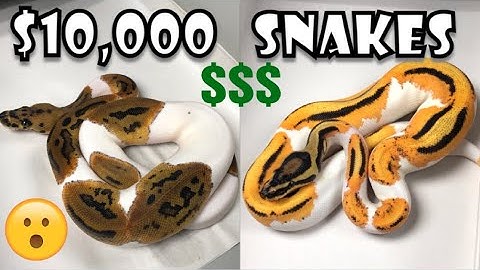 MOST EXPENSIVE SNAKE UNBOXING | BALL PYTHONS