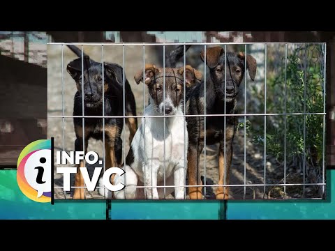 I.TVC HEBDO - Projet de refuge pour les animaux abandonnés ou maltraités de La Matapédia - 2023-1
