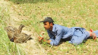 Amazing quail hunting 2023 ||Best art of hunting || Raptors Today