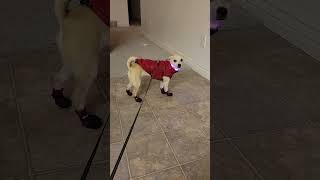 Cute Funny Chihuahua Ready for Nighttime Winter Stroll, Neeka in Puppia, PawFlex, and BSEEN