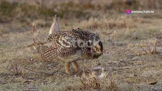 The Spectacular Courtship Rituals of Papua New Guinea's Birds #animal2024 #wildlife