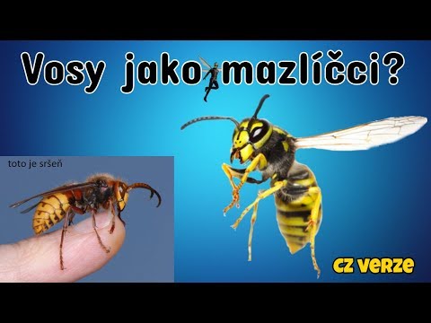 Video: Co Je Dům Vosy