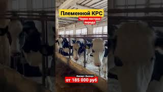 Продажа на экспорт и импорт КРС  Племенной молочный скот #чернопестрая #голштин #корова #крс #ферм