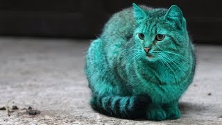 The Mystery Of Bulgaria's Green Cat - Getty Images TV