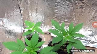 Learn how to grow part 2