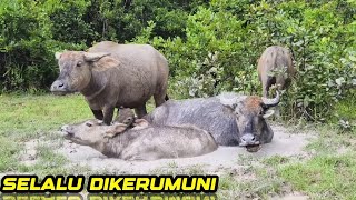 Download Lagu INDUK KERBAU YANG SANGAT PENYAYANG MP3 Download Lagu INDUK KERBAU YANG SANGAT PENYAYANG MP3