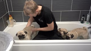 Bathing 3 Pugs!