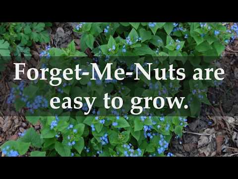 فيديو: Forget-Me-Not Weeds - نصائح حول التحكم في Forget-Me-Not Plants