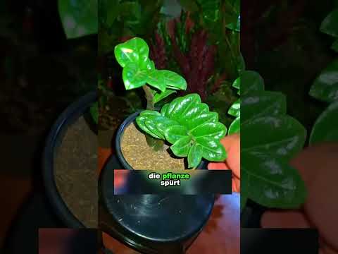 Sie zählt zu den widerstandsfähigsten, die man in Innenräumen anbauen kann