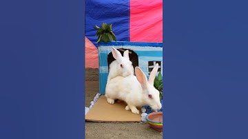 Rabbit’s mating 😻🐇😱😱| bunny rabbits mating | rabbits mating behaviour #rabbits #ytshorts