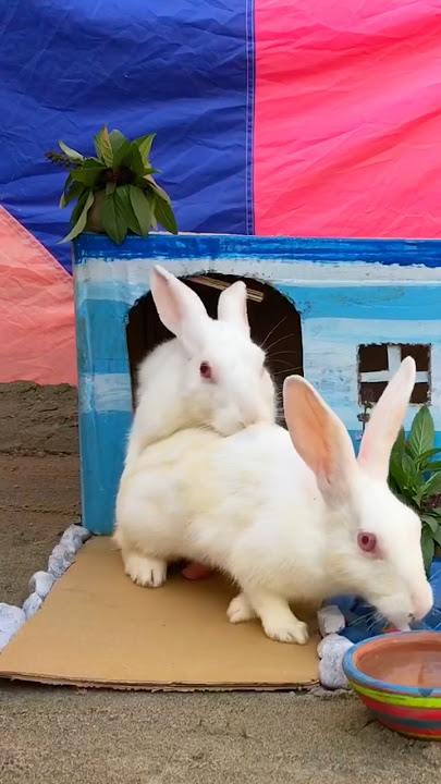 Rabbit’s mating 😻🐇😱😱| bunny rabbits mating | rabbits mating behaviour #rabbits #ytshorts
