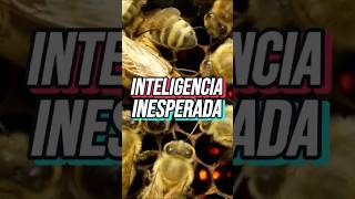Inteligencia animal