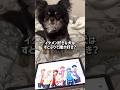 【検証】 @StrawberryPrince で誰が好きか愛犬に聞いてみた #チワワ #犬のいる生活 #shorts #検証
