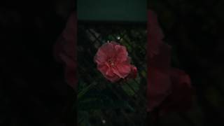 The Art of Being Present 🌸 #cinematicshorts #colorgrading #nature