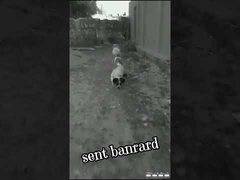 Saint Bernard Dog Like Subscribe Trending Song 