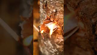 Fince Mumya: Ormanda Nasıl Yanar? 🔥 #kamp #hayat #pratik #diy